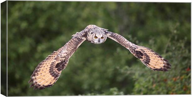 Bengal Eagle Owl in flight Canvas Print by Maria Gaellman