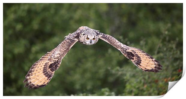 Bengal Eagle Owl in flight Print by Maria Gaellman