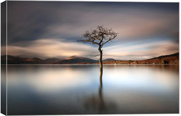 Milarrochy Rowan Canvas Print by Grant Glendinning