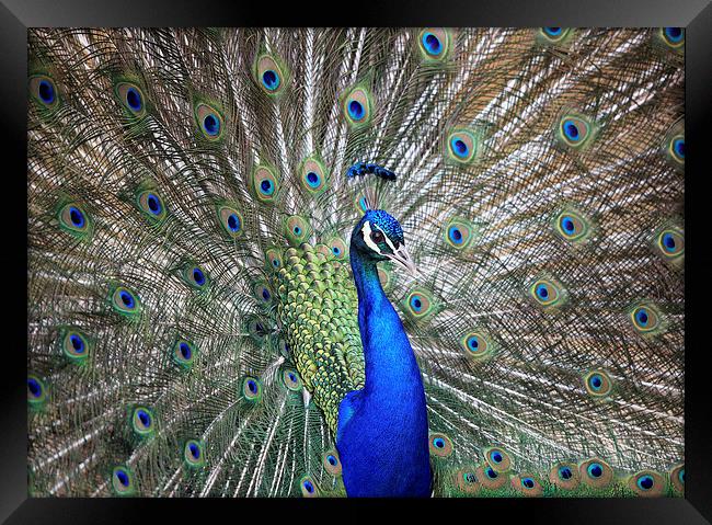 Peacock Framed Print by Maria Gaellman