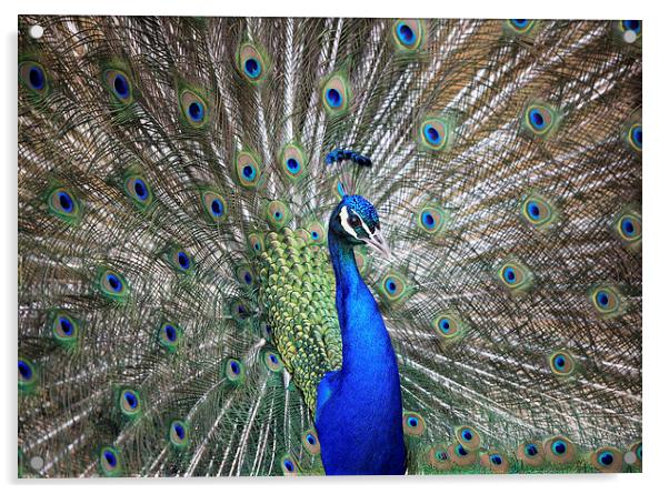 Peacock Acrylic by Maria Gaellman