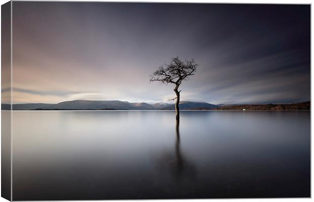 Solitary Tree  Canvas Print by Grant Glendinning