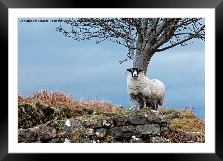 Lonely sheep  Framed Mounted Print by Jolanta Kostecka