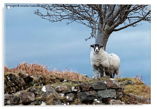 Lonely sheep  Acrylic by Jolanta Kostecka