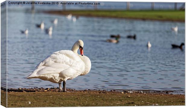  Swan Canvas Print by Jolanta Kostecka