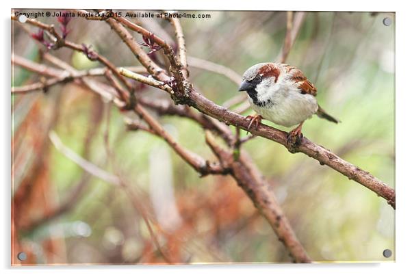 Little sparrow  Acrylic by Jolanta Kostecka