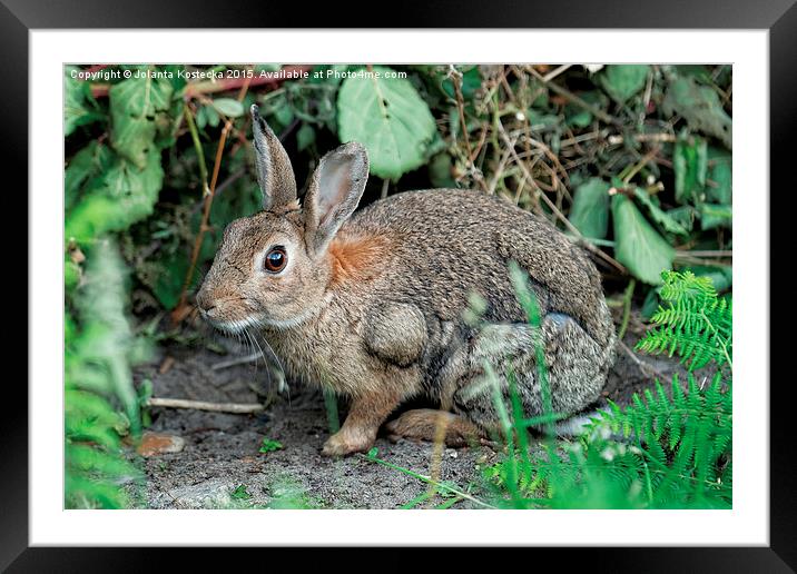  Wild rabbit Framed Mounted Print by Jolanta Kostecka
