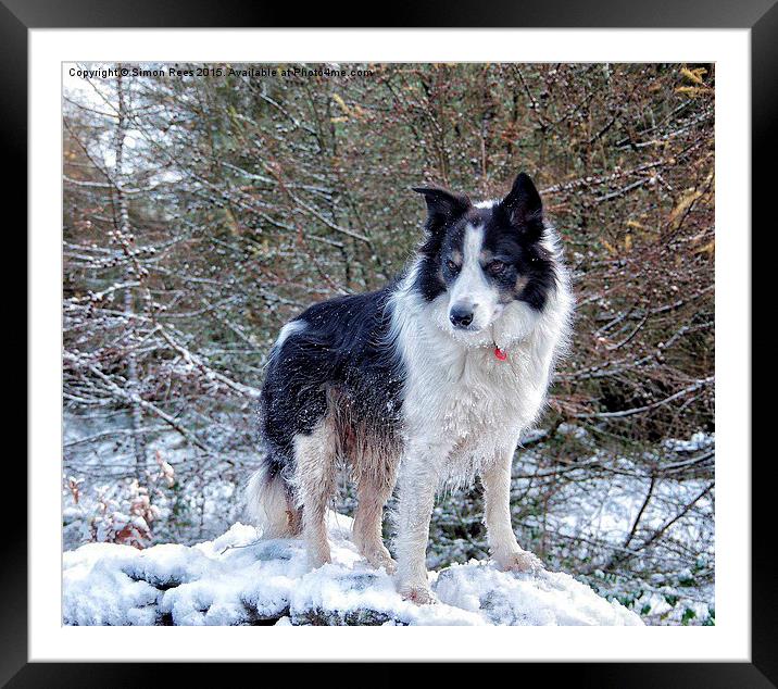  Sheepdog on a snowy Rhondda hilltop Framed Mounted Print by Simon Rees