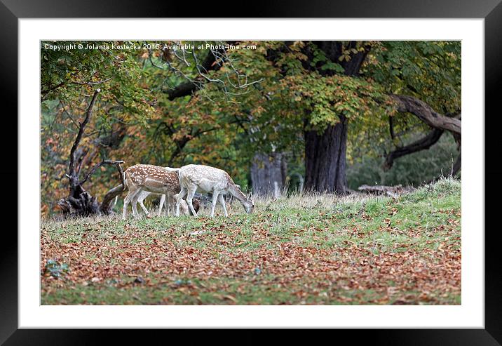  Fallow deers Framed Mounted Print by Jolanta Kostecka