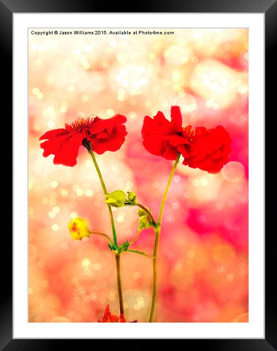  Scarlet Red. Framed Mounted Print by Jason Williams
