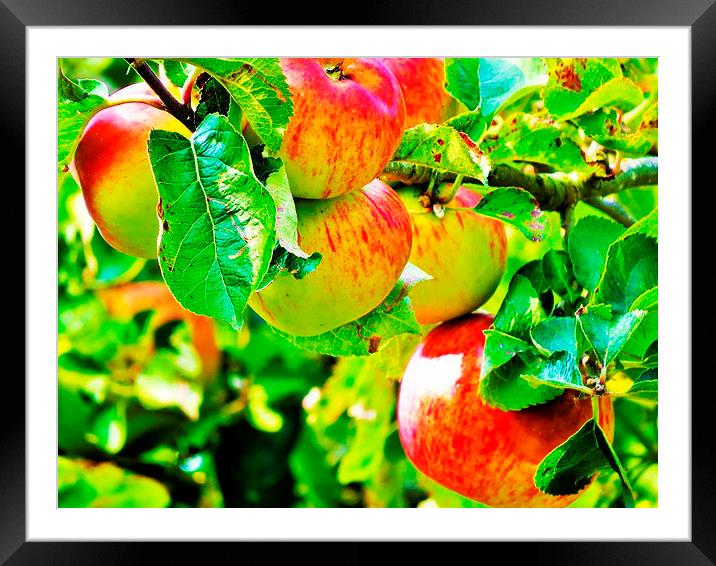 Cider with Russ  Framed Mounted Print by diane daglish