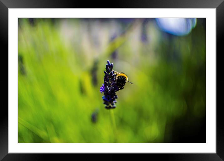  Summer Bumble Framed Mounted Print by Daniel Hill