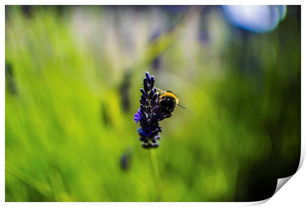  Summer Bumble Print by Daniel Hill