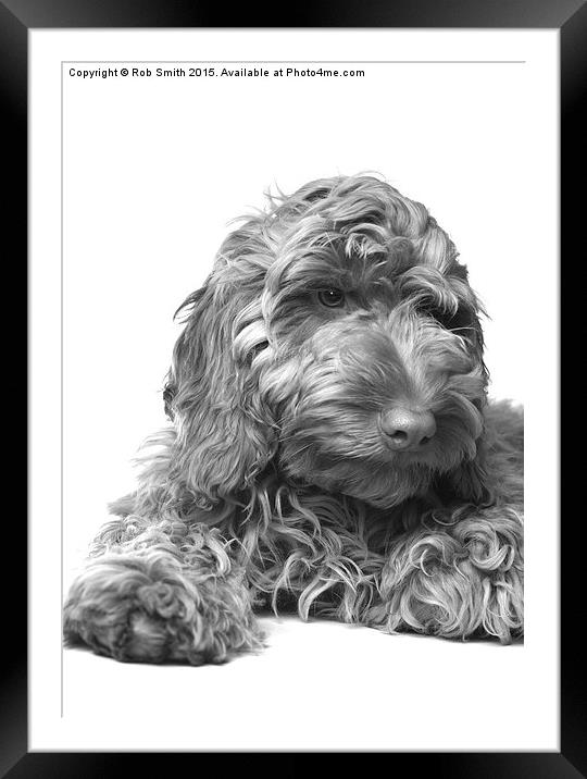  Cockapoo Puppy Framed Mounted Print by Rob Smith