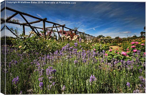 Polesden Lacey lavender Canvas Print by Matthew Bates