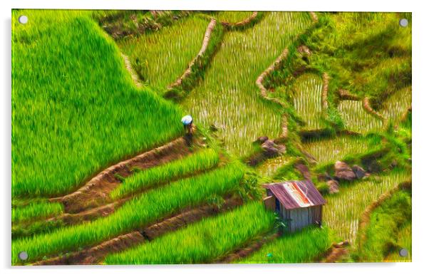  Rice Fields Banaue Acrylic by Clive Eariss