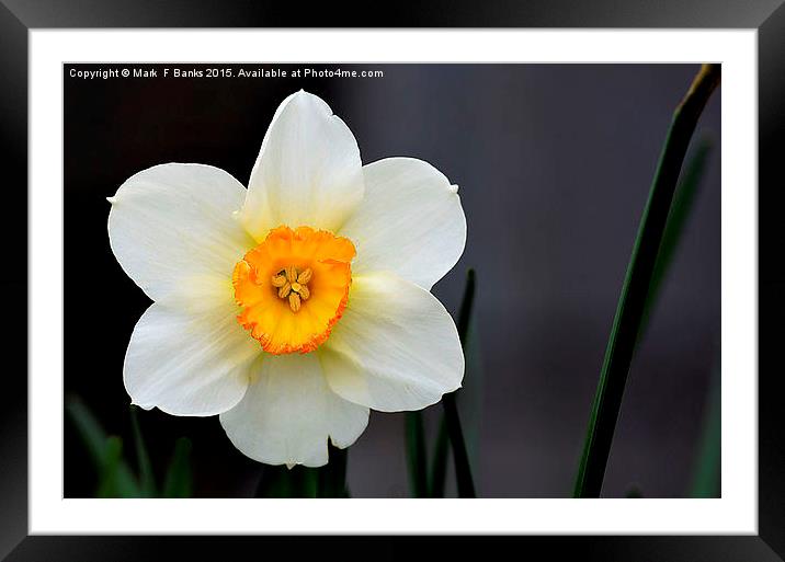  Daffodil Framed Mounted Print by Mark  F Banks