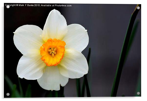  Daffodil Acrylic by Mark  F Banks