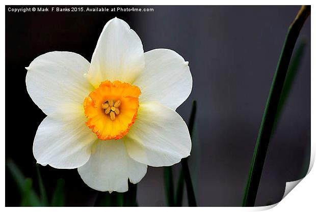  Daffodil Print by Mark  F Banks