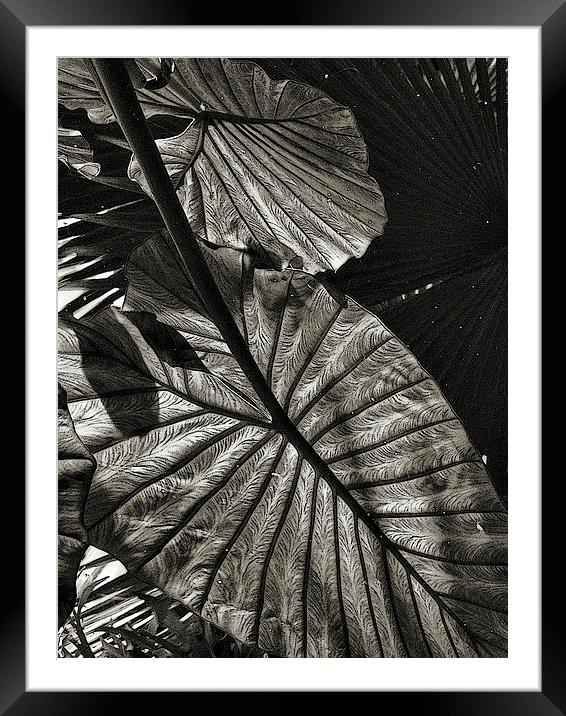  dark reflections (monotone) Framed Mounted Print by Heather Newton