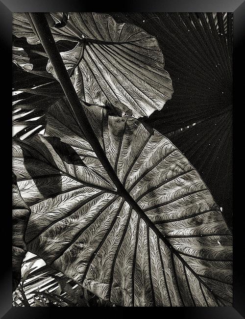  dark reflections (monotone) Framed Print by Heather Newton