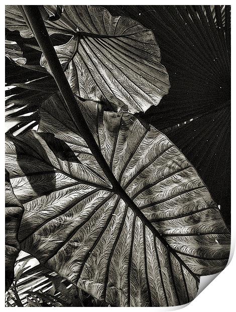  dark reflections (monotone) Print by Heather Newton