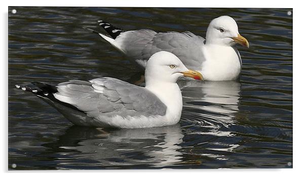The Herring Gull Acrylic by Trevor White