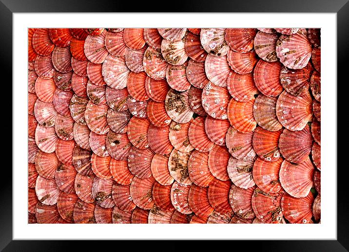Clam shells Framed Mounted Print by JC studios LRPS ARPS