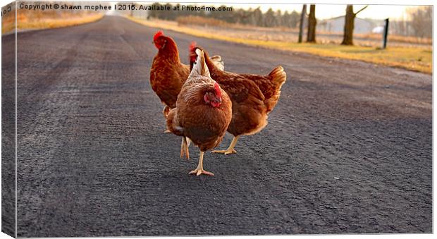  Chicken Dance Canvas Print by shawn mcphee I