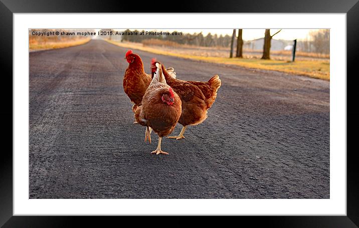  Chicken Dance Framed Mounted Print by shawn mcphee I
