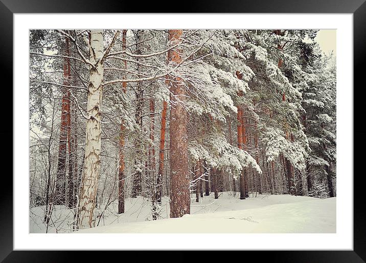  Snowy Memory of the Woods  Framed Mounted Print by Jenny Rainbow