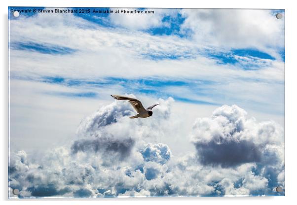  flying high  Acrylic by Steven Blanchard