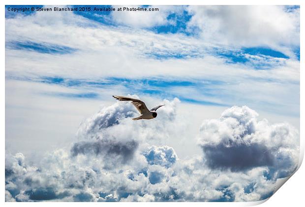  flying high  Print by Steven Blanchard