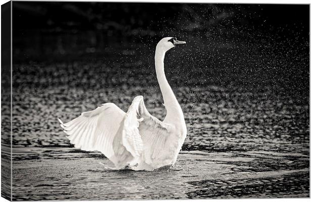  Splashing Swan Canvas Print by Ian Merton