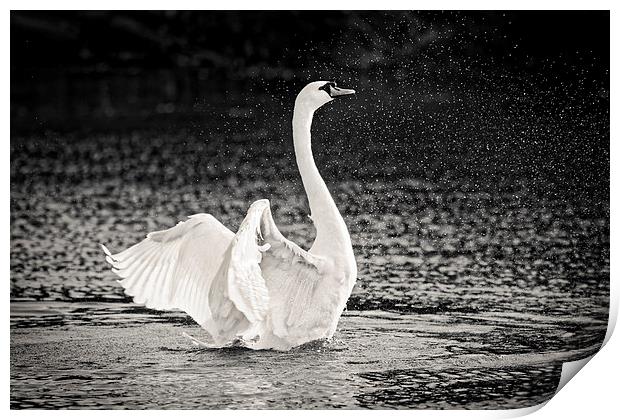  Splashing Swan Print by Ian Merton