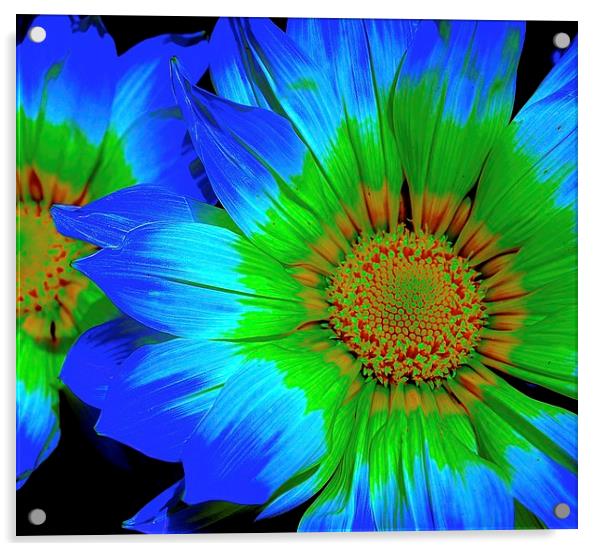  Bright and Cheerful Gazania Flower Acrylic by Sue Bottomley