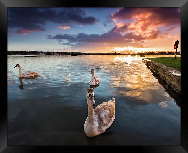  Swans at Sunrise Poole Park Framed Print by Jennie Franklin