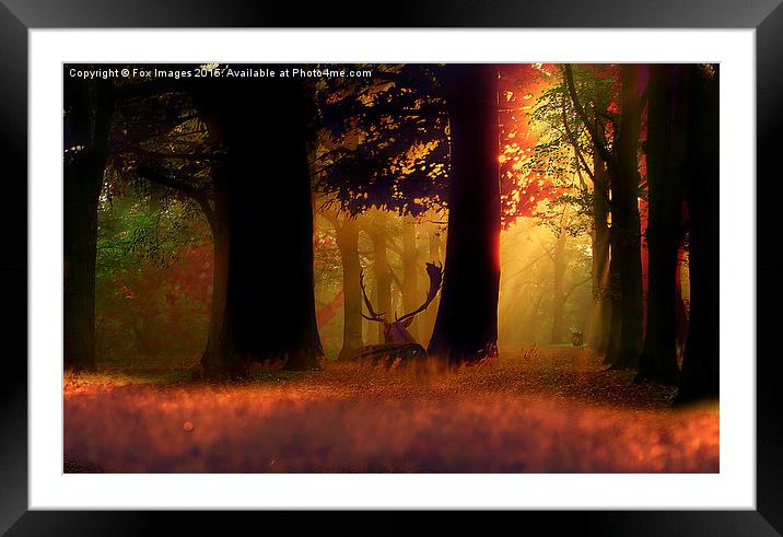  Deer in the forest Framed Mounted Print by Derrick Fox Lomax