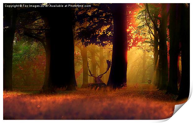  Deer in the forest Print by Derrick Fox Lomax