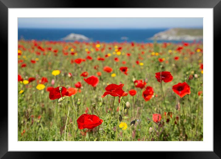  Poppies at West Pentire, Newquay, Cornwall Framed Mounted Print by Brian Pierce
