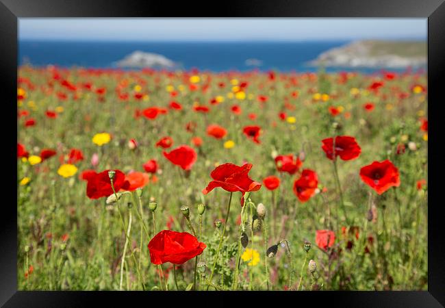  Poppies at West Pentire, Newquay, Cornwall Framed Print by Brian Pierce