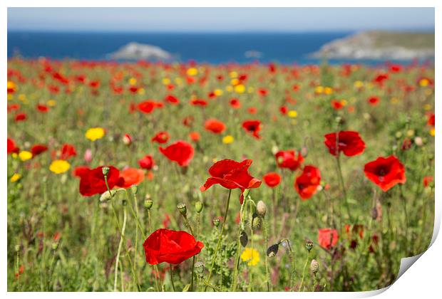  Poppies at West Pentire, Newquay, Cornwall Print by Brian Pierce