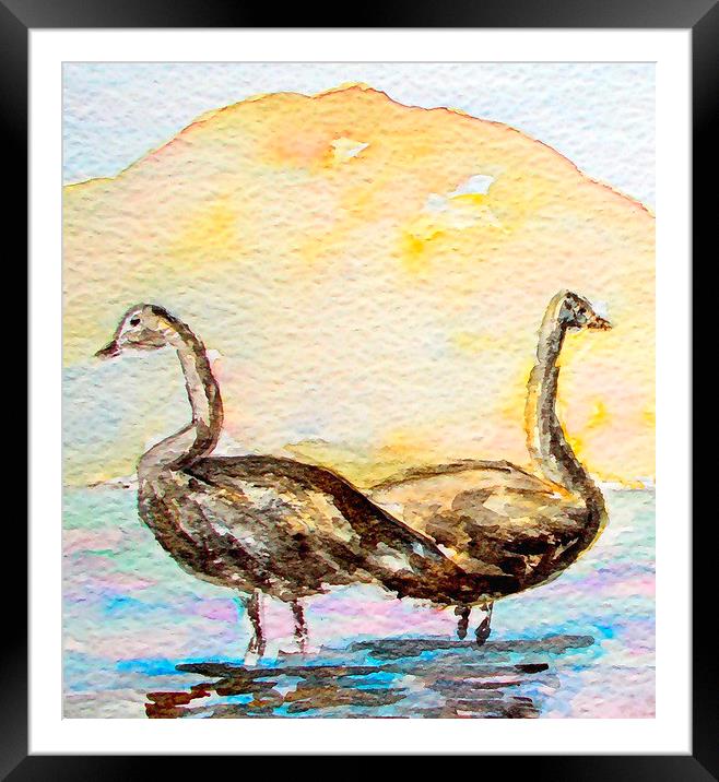  2 swans on the african continent  Framed Mounted Print by dale rys (LP)