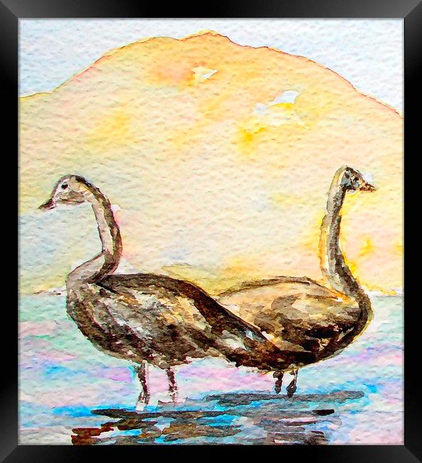  2 swans on the african continent  Framed Print by dale rys (LP)