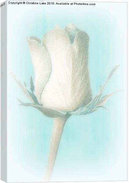  Ice Cold Rose Canvas Print by Christine Lake