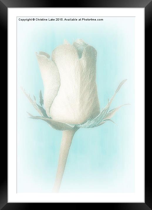 Ice Cold Rose Framed Mounted Print by Christine Lake