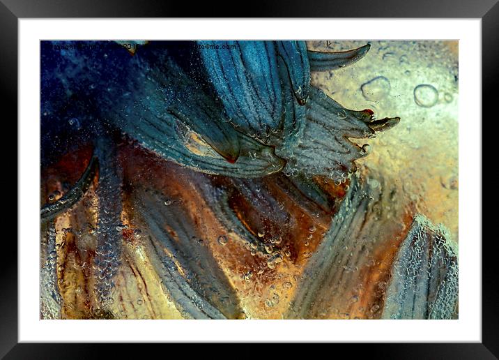  Trapped in the Ice Framed Mounted Print by Ann Garrett
