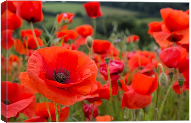  Poppies at West Pentire, Newquay, Cornwall Canvas Print by Brian Pierce