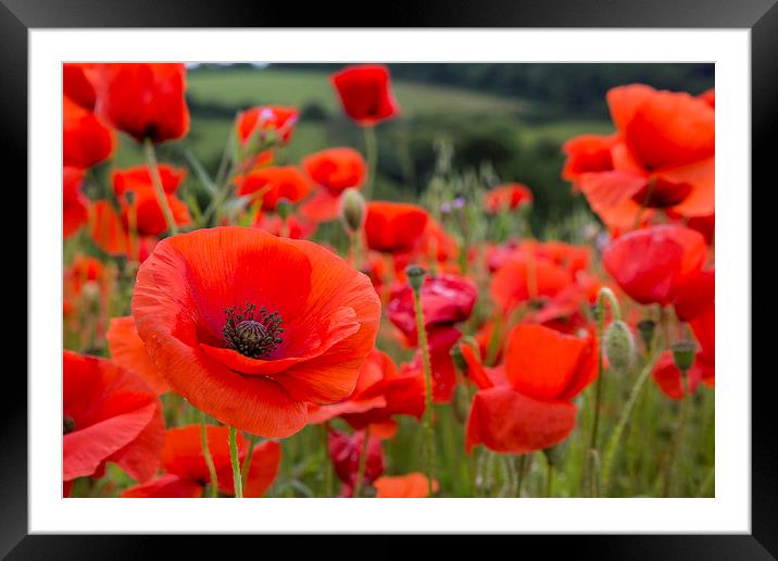  Poppies at West Pentire, Newquay, Cornwall Framed Mounted Print by Brian Pierce