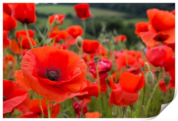  Poppies at West Pentire, Newquay, Cornwall Print by Brian Pierce
